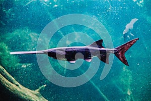 Saw fish - with long nose