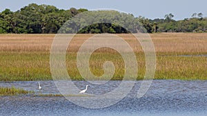 Saw-grass marsh with egrets in open water