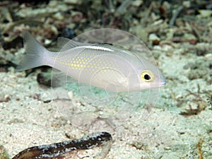 Saw-jawed monocle bream