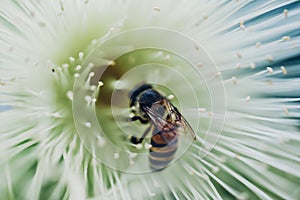 Saw a little bee on the tree