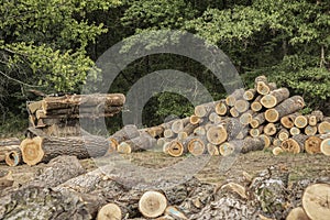 Saw logs,pallet lumber