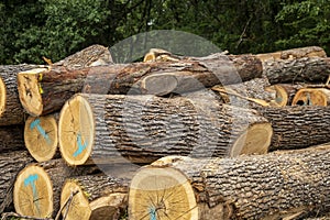 Saw logs,pallet lumber