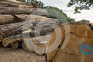 Saw logs,pallet lumber