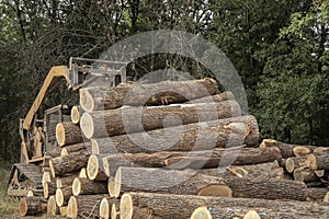 Saw logs,pallet lumber