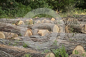 Saw logs,pallet lumber