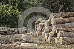 Saw logs,pallet lumber