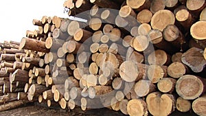 On the saw mill goes logging of coniferous trees.