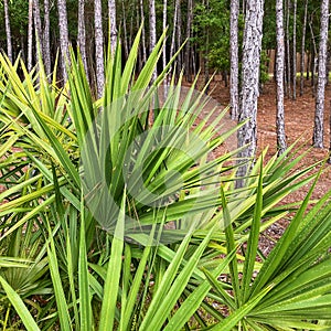 Saw Palmento Plant Serenoa repens in Florida