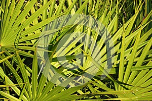 Saw Palmetto Background