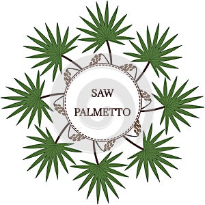 Saw Palmetto in color, round frame 1