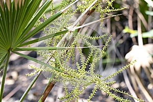 Saw Palmetto flower panicles claimed to prevent prostate cancer
