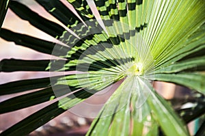 A saw palmetto green leaf from the different angle