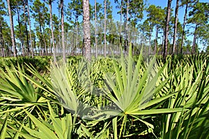 Saw Palmetto and Pine Flatwoods