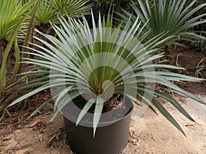 Saw Palmetto (Serenoa repens) in the garden