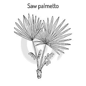 Saw Palmetto Serenoa repens , medicinal tree