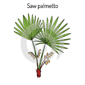 Saw Palmetto Serenoa repens , medicinal tree photo