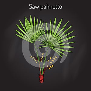 Saw Palmetto Serenoa repens , medicinal tree photo