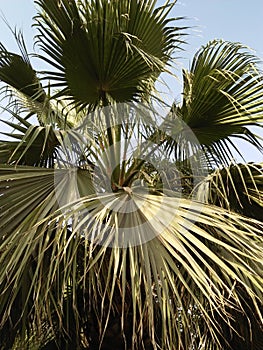 SAW PALMETTO /SERENOA REPENS PLANT