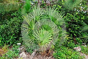 Saw palmetto plant serenoa repens - Davie, Florida, USA photo