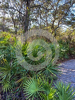 Saw Palmento Plant Serenoa repens in Florida photo