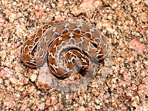 Saw scaled pit viper