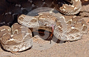 Saw-scaled viper , Echis carinatus