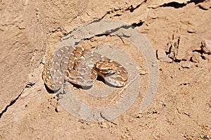 Saw-scaled viper , Echis carinatus