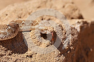 Saw-scaled viper , Echis carinatus