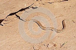 Saw-scaled viper , Echis carinatus