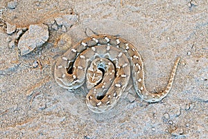 Saw-scaled viper , Echis carinatus on desert ground photo