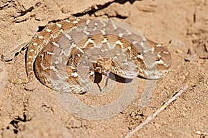 Saw-scaled viper , Echis carinatus photo