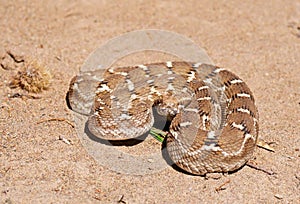 Saw-scaled viper , Echis carinatus on desert ground photo