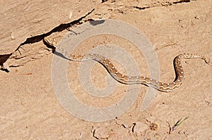 Saw-scaled viper , Echis carinatus photo