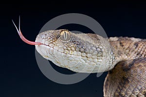 Saw-scaled viper / Echis omanensis