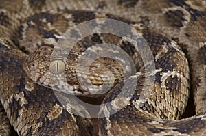 Saw-scaled viper / Echis pyramidum photo