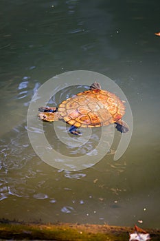 Saw-Shelled Turtle (Myuchelys latisternum) Swimming in a River, Australia