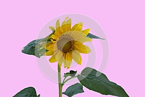 saw of a sunflower with pink background