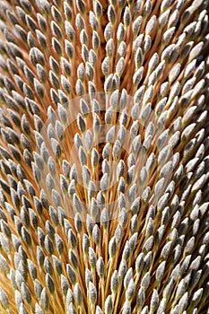 Saw-Toothed Banksia photo