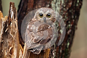 Saw Whet Owl