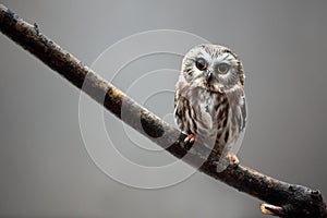 Saw-Whet Owl photo