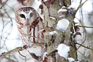 Saw Whet Owl photo