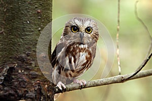 Saw-Whet Owl photo