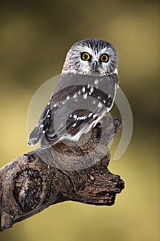 Saw-Whet Owl photo