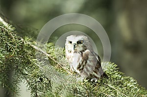 Saw-whet owl photo