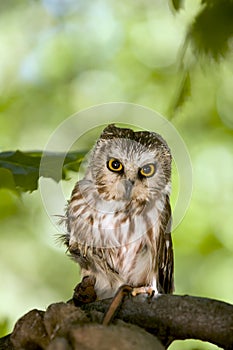 Saw Whet Owl photo