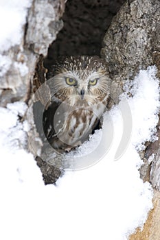 Saw whet owl photo