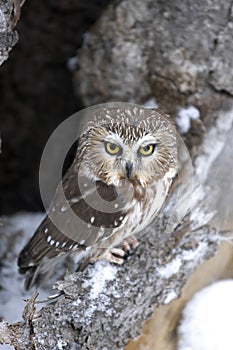 Saw whet owl photo