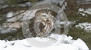 Saw whet owl photo