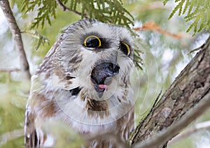 A Saw-whet owl Aegolius acadicus expelling a pellet perched on a cedar tree branch during winter in Canada