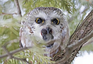 A Saw-whet owl Aegolius acadicus expelling a pellet perched on a cedar tree branch during winter in Canada photo